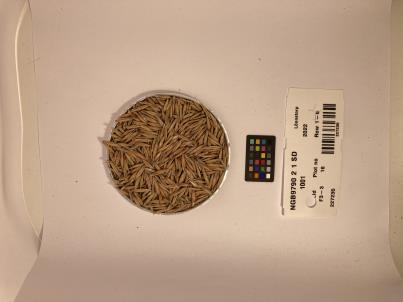 Click for 1 image(s) for this accession. SEED